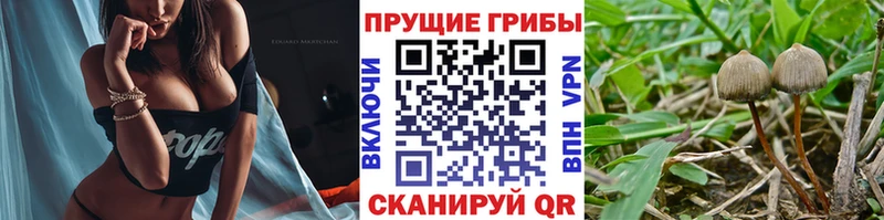 Галлюциногенные грибы Cubensis  Хвалынск 